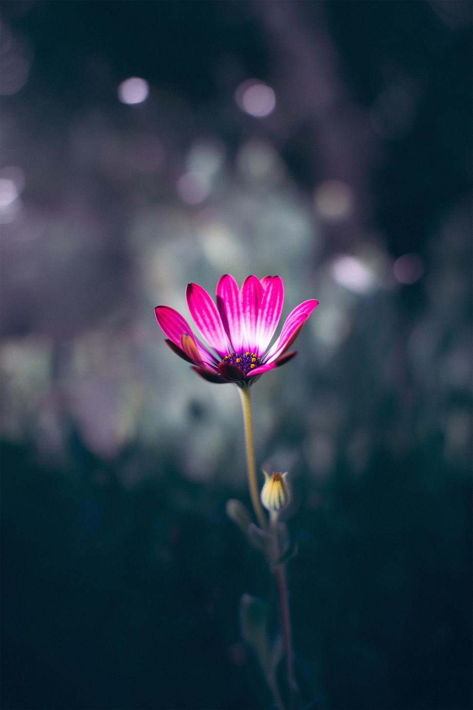 Free Image of Beautiful pink flower blooming in a garden during spring 