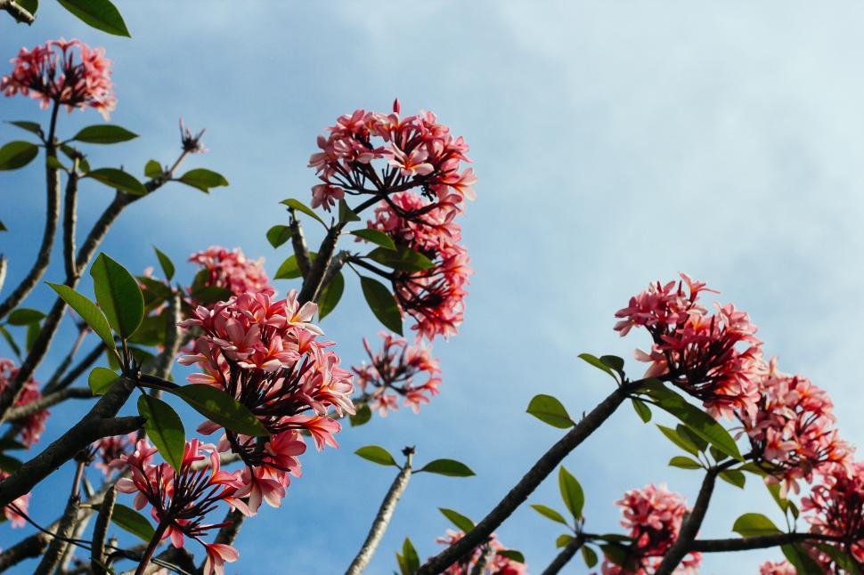 Free Image of Beautiful pink flowers blooming against a blue sky 