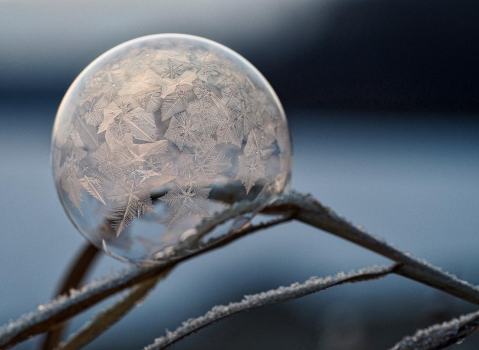 Free Image of Frosted bubble resting on a delicate branch during a winter morning 