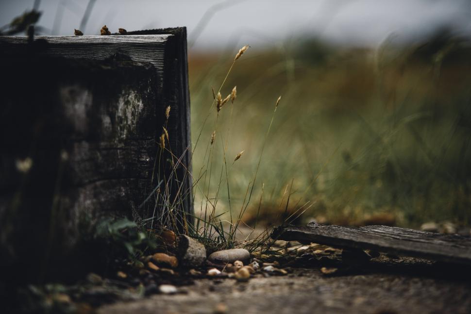 Free Image of Nature reclaiming an old wooden stump with vibrant grass 