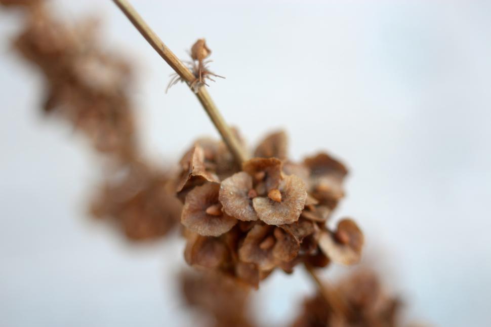 Free Image of Dried flower close-up revealing intricate details 