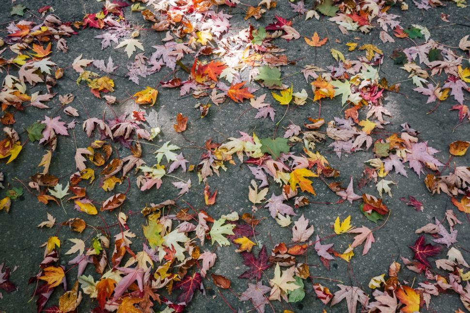 Free Image of Colorful fall leaves scattered on a pathway in autumn light 