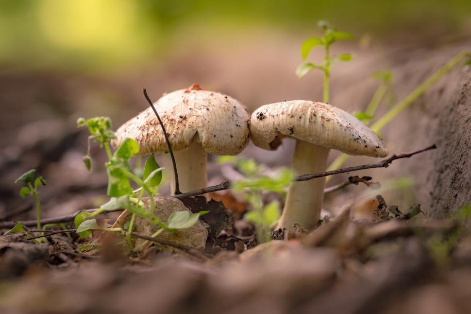 Free Image of Mushrooms growing on forest floor surrounded by foliage and debris 