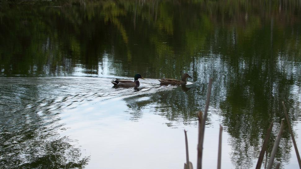 Free Image of At a German lake 