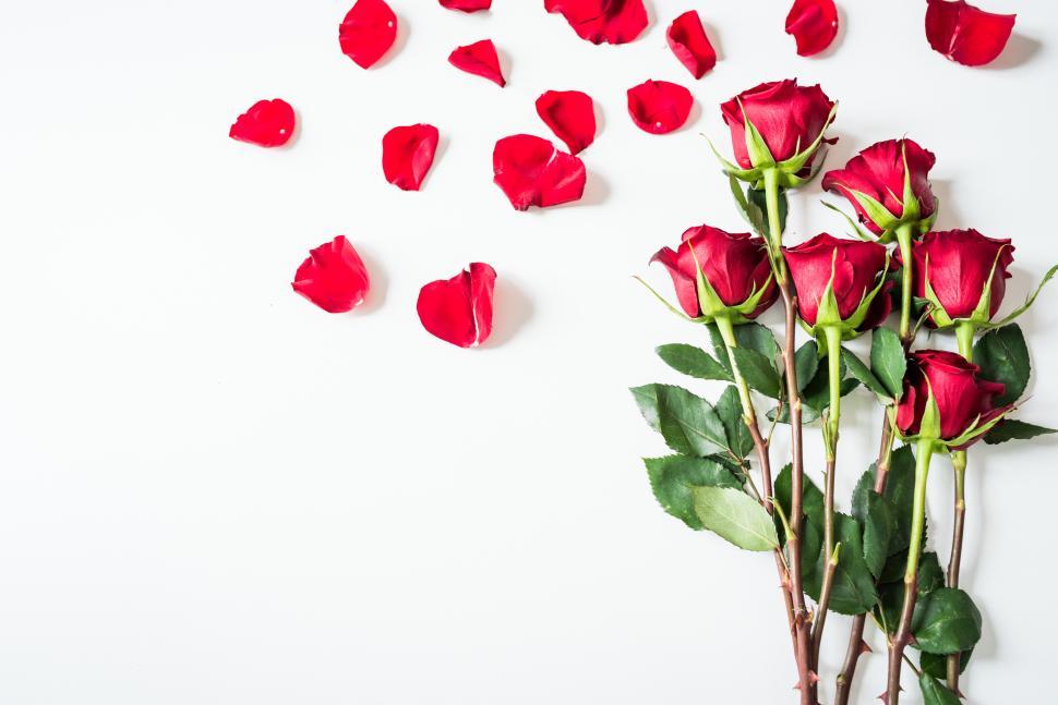 Free Image of Roses and petals arranged on a simple white background 
