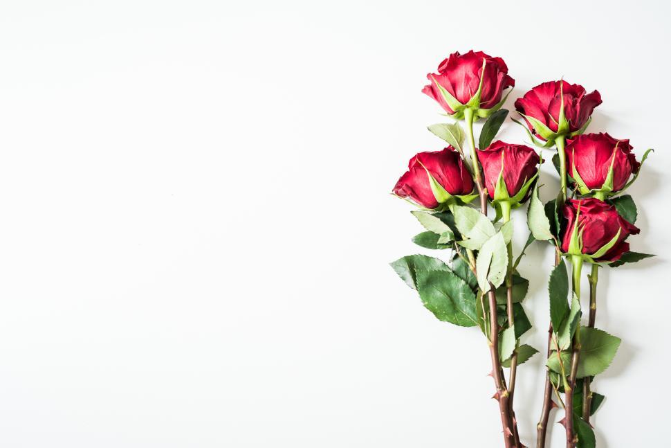 Free Image of Red roses arranged beautifully on a white background 