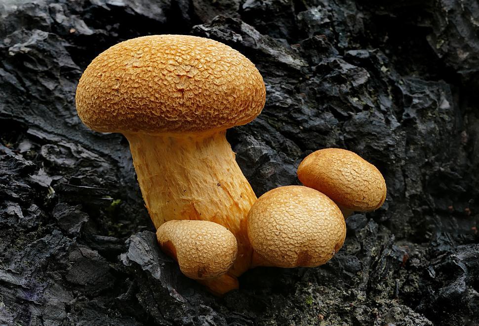 Free Image of Unique mushroom cluster growing from dark rocky surface in natural habitat 