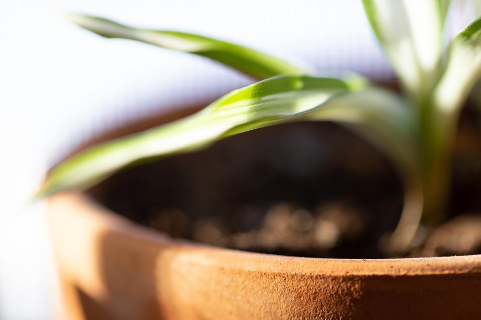 Free Image of Close-up of a green plant in a terracotta pot 