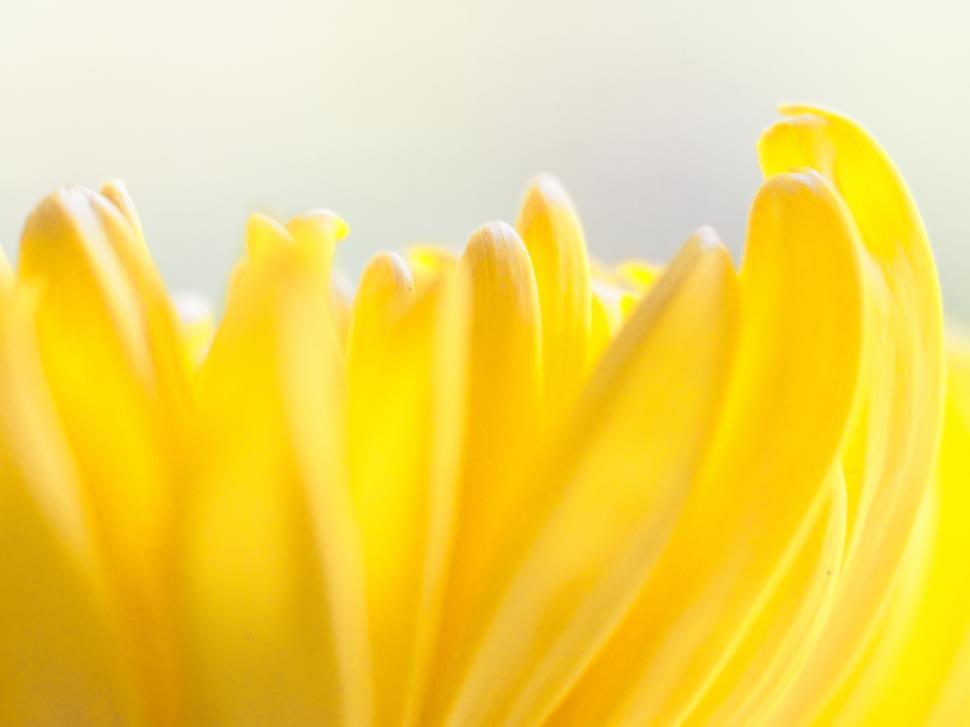 Free Image of Bright yellow flower petals close up showing intricate details of nature 