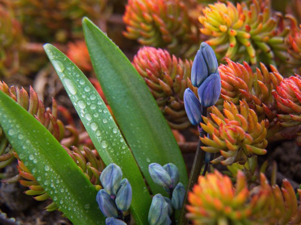 Free Image of Colorful spring blooms amidst lush green foliage 
