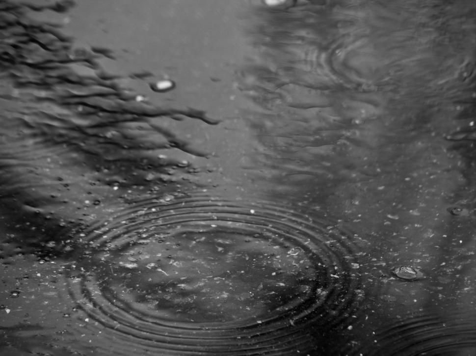 Free Image of Raindrops create ripples on a puddle reflecting trees in a moody atmosphere 