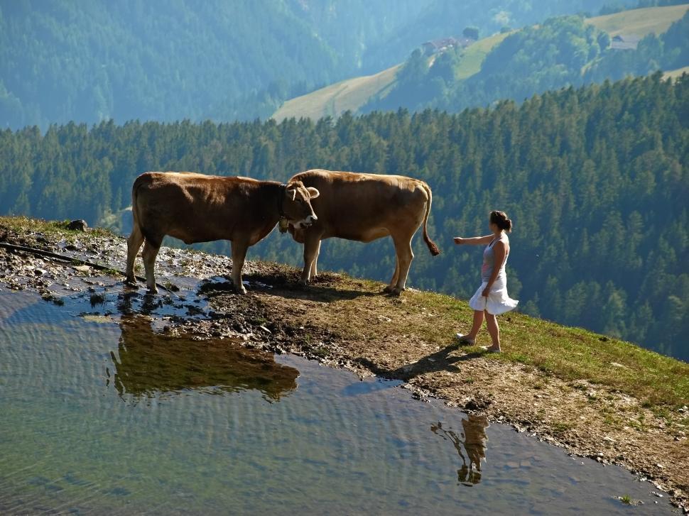 Free Image of Woman interacts with cows by a serene mountain lake during daylight hours 