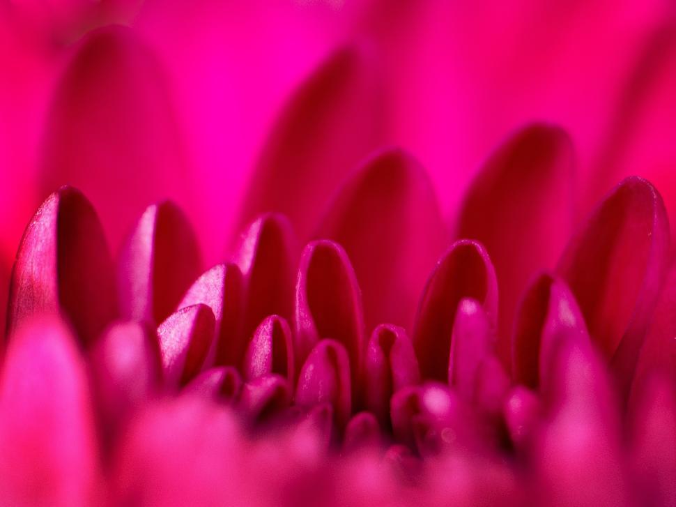 Free Image of Close-up view of vibrant pink flower petals highlighting unique textures 