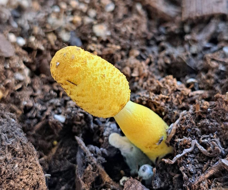 Free Image of Leucocoprinus Barnbaumii Fungus 