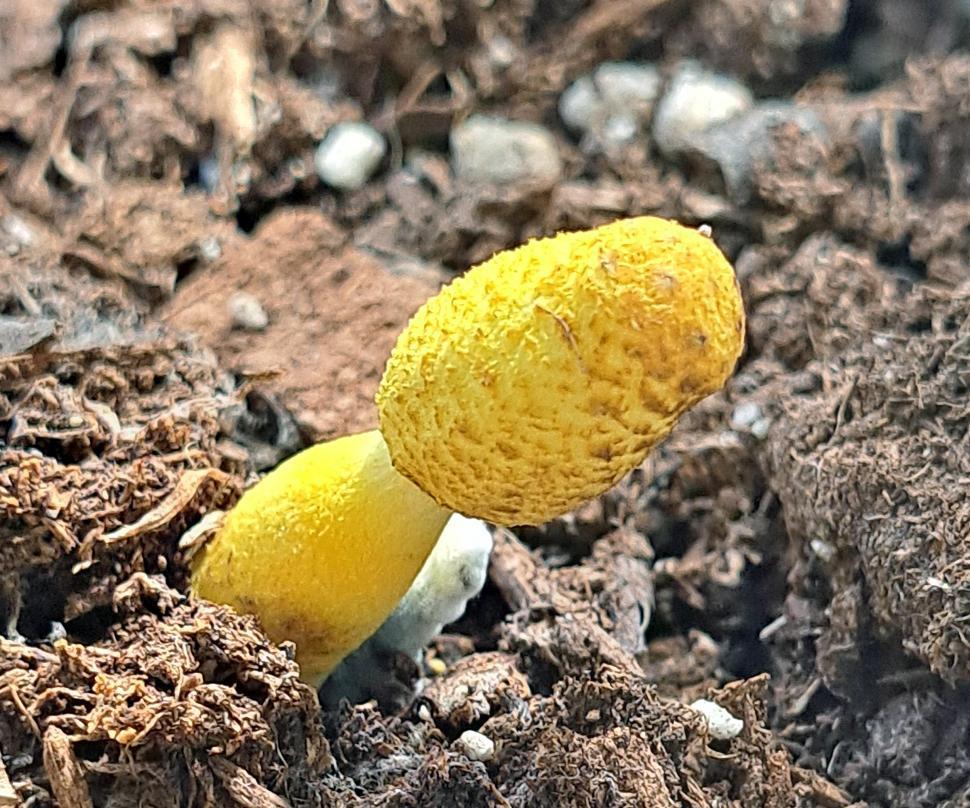 Free Image of Yellow Mushroom in Potted Plant 