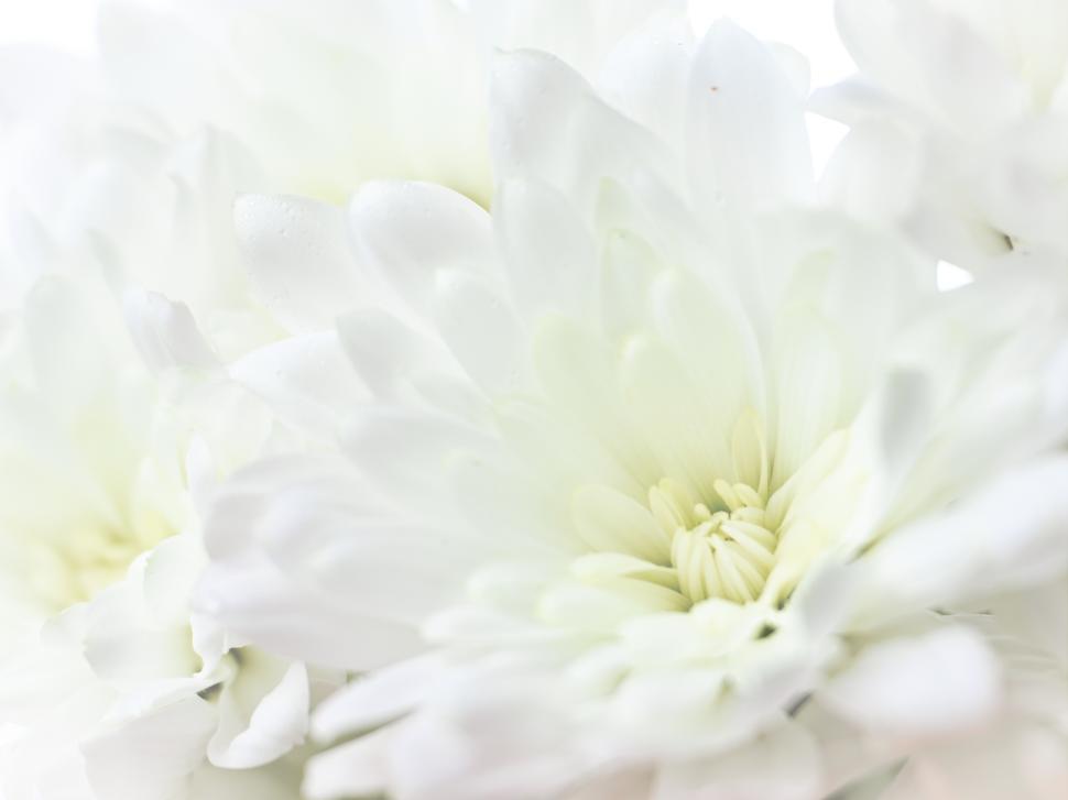 Free Image of White flowers blooming softly in natural light at dawn 