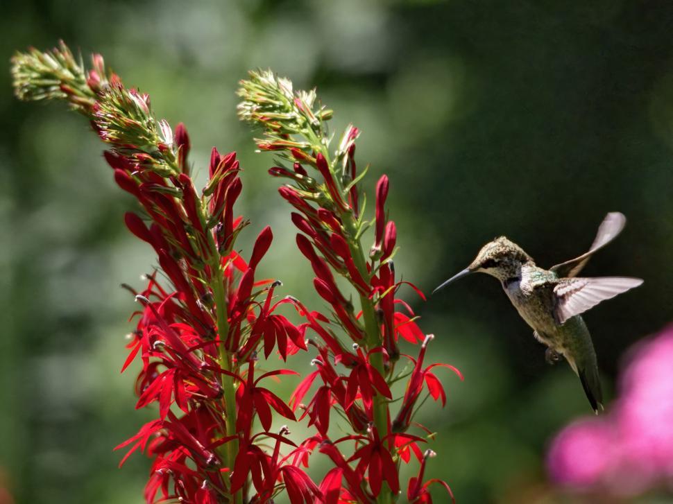 Free Image of Hummingbird feeding on vibrant red flowers in a sunny garden setting 