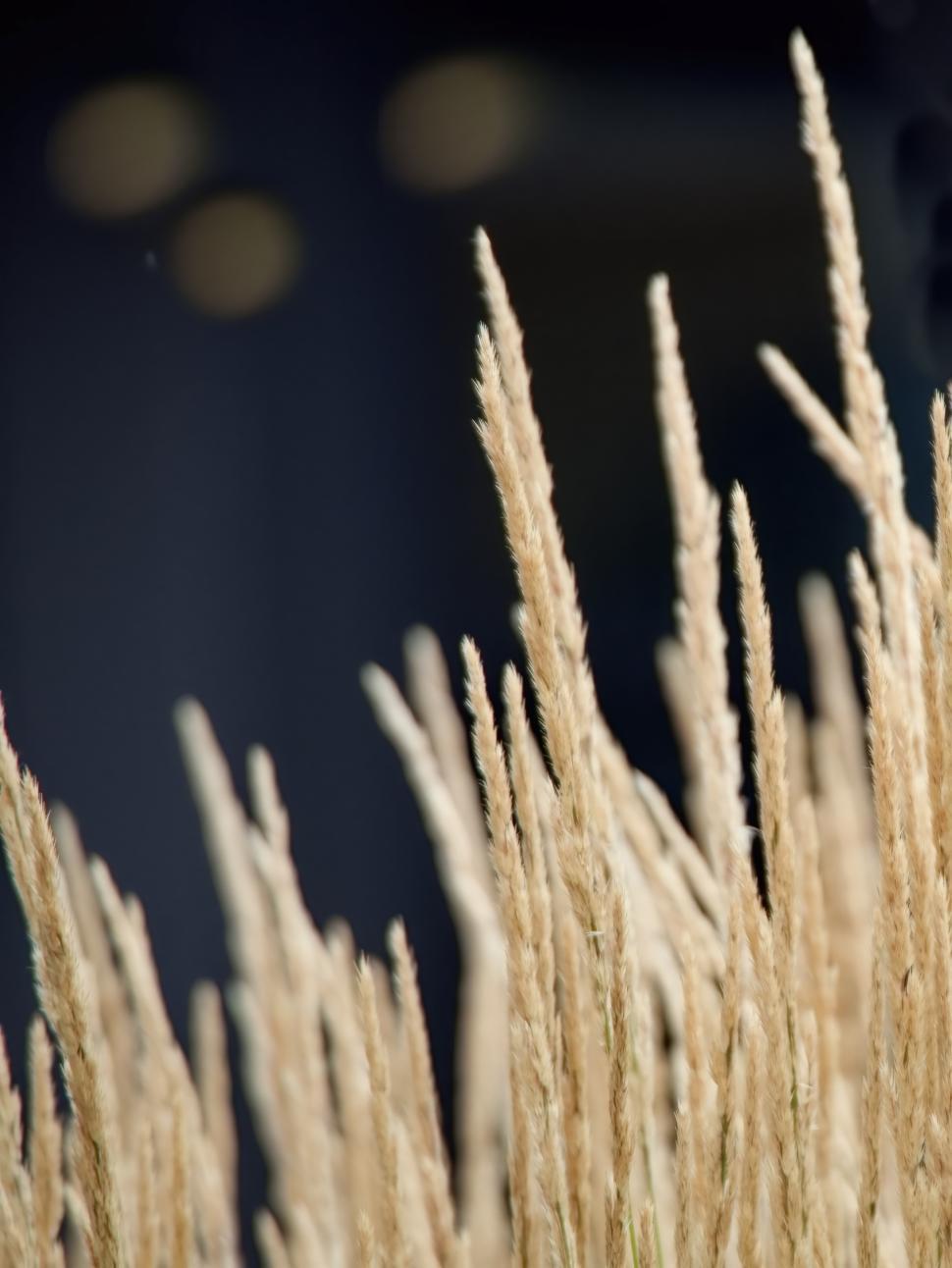 Free Image of Elegant dried grass sways gently against a contrasting dark background 