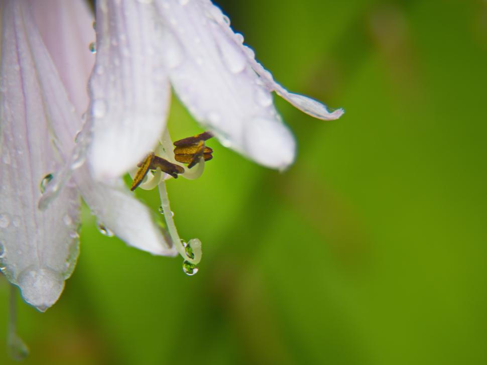 Free Image of Close-up of delicate flower with droplets after rainfall in a vibrant garden setting 