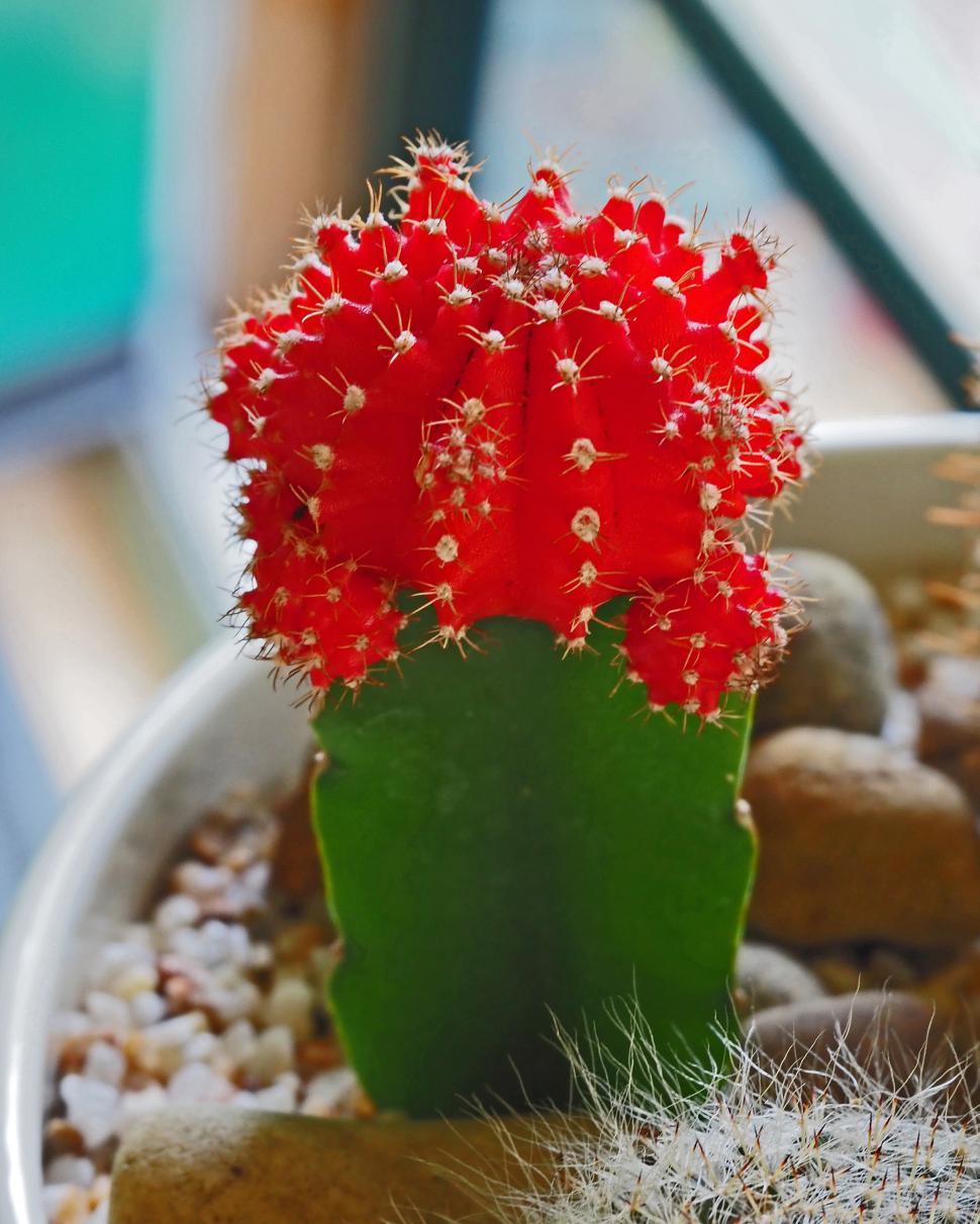 Free Image of Gymnocalycium Grafted Moon Cactus 