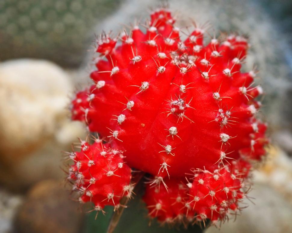 Free Image of Moon Cactus Gymnocalycium mihanovichii 