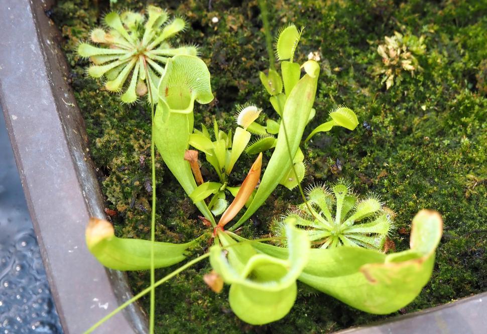 Free Image of Sarracenia purpurea Pitcher Plant 