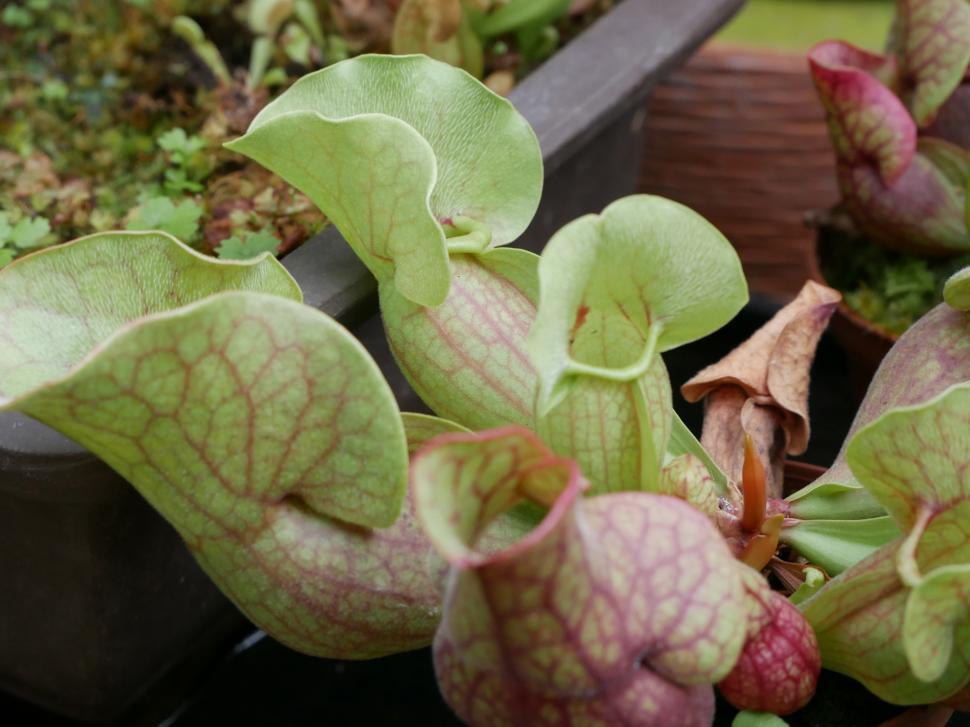 Free Image of Carnivorous Pitcher Plants 