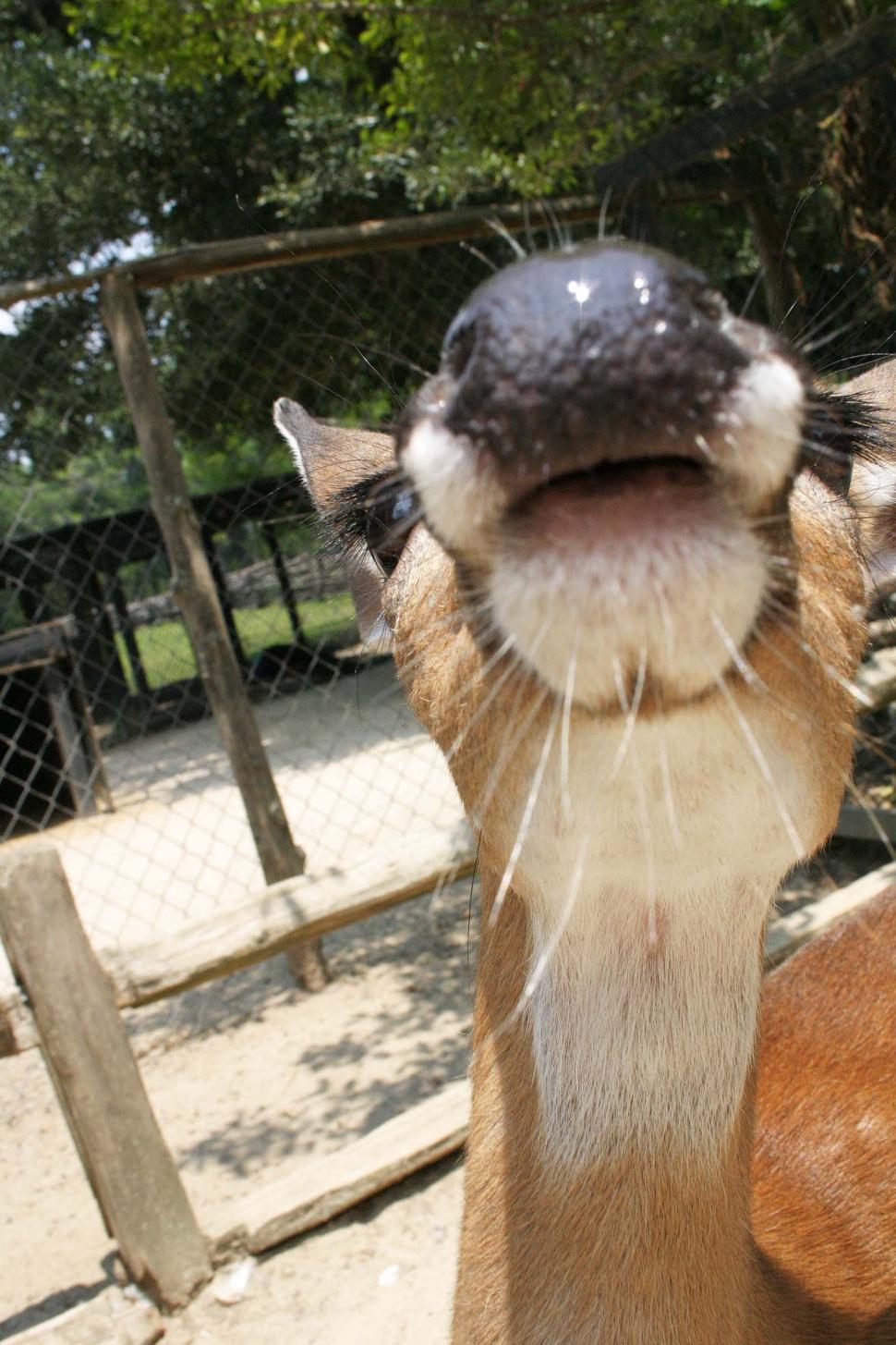 Free Image of Close Up of Horses Face With Trees in Background 