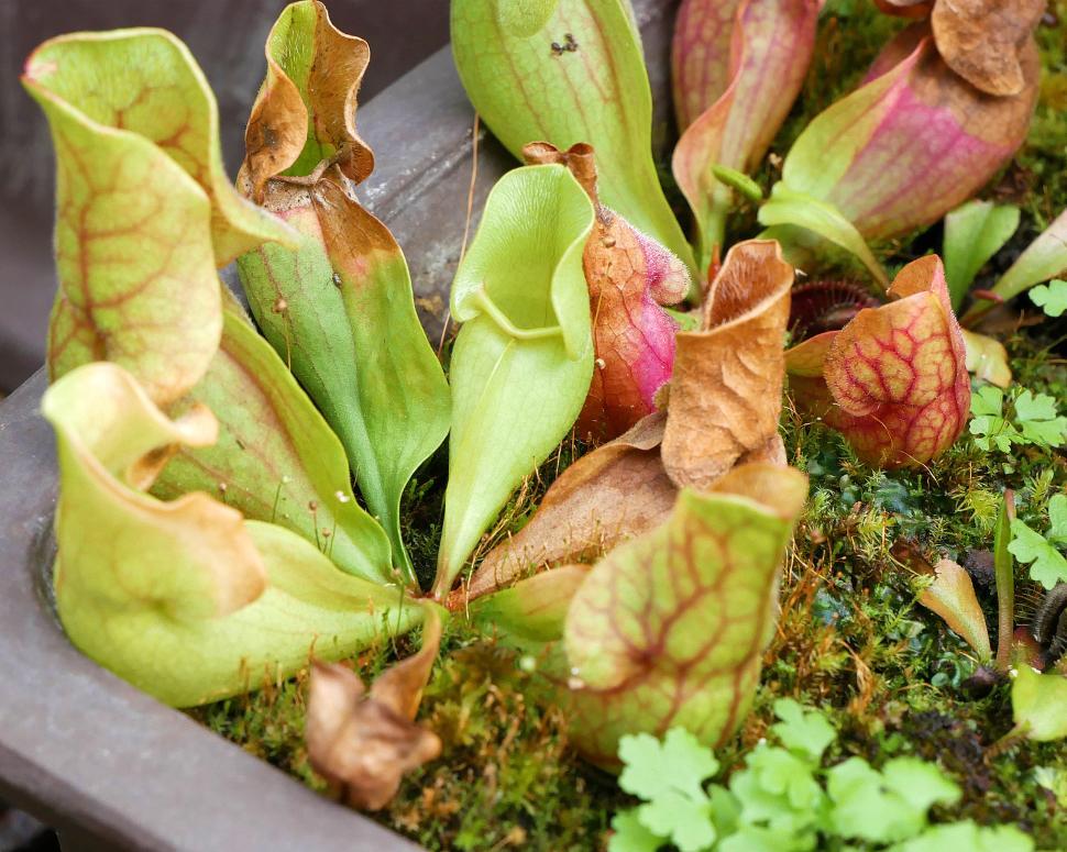 Free Image of Pitcher Plant Sarracenia purpurea 