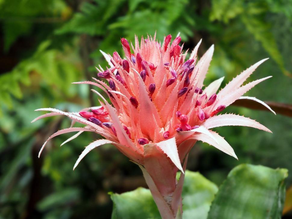 Free Image of Aechmea Bromeliad Pink Flower 