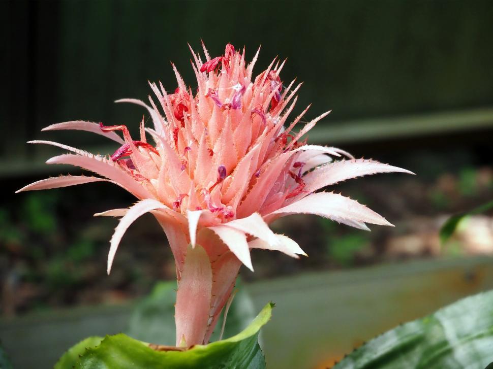 Free Image of Pink Aechmea Bromeliad Aechmea Fasciata 