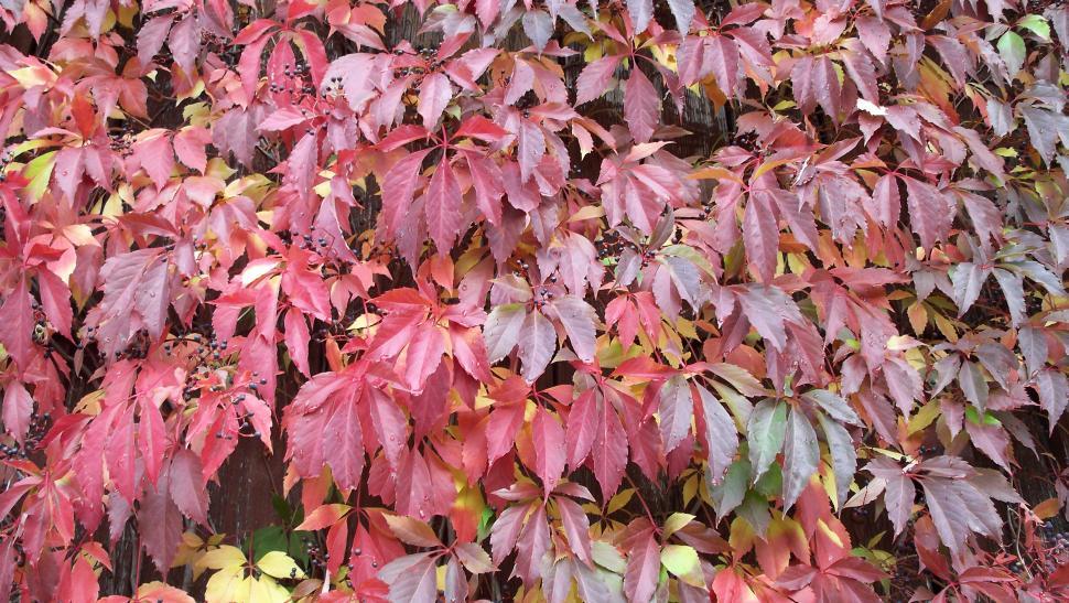 Free Image of Climbing plant 