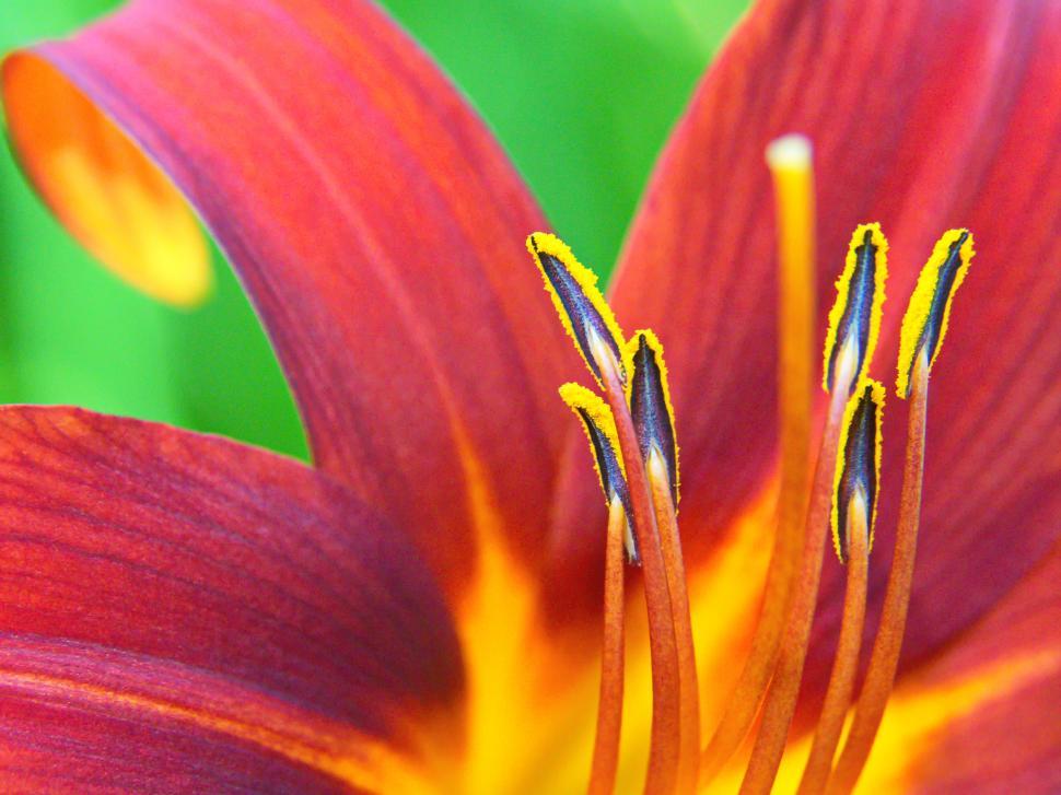 Free Image of Bright orange flower with vibrant yellow details in garden 