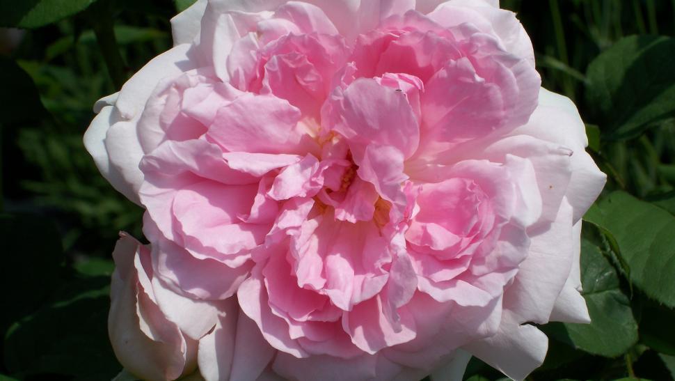Free Image of Close-ups of rose flowers and petals 