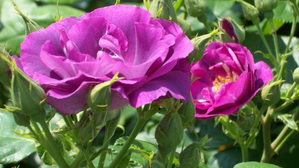 Free Image of Close-ups of rose flowers and petals 