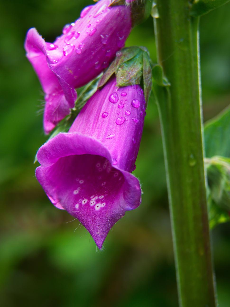 Free Image of Purple flowers with water droplets captured after rainfall in a lush garden 