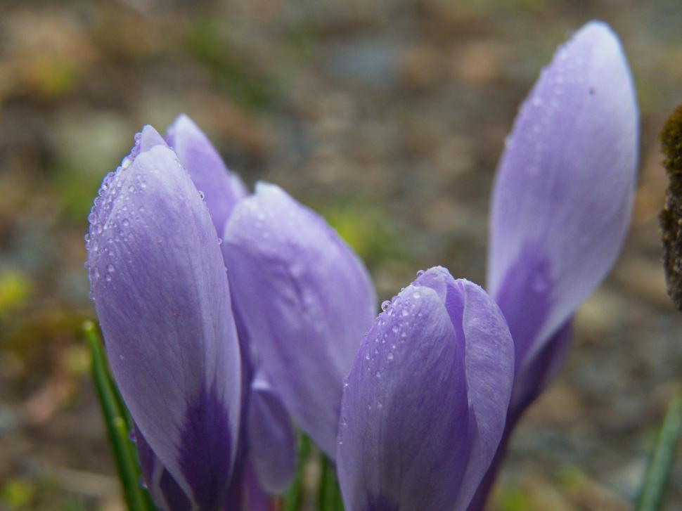 Free Image of Colors of springtime emerge as crocus flowers bloom after morning rain 