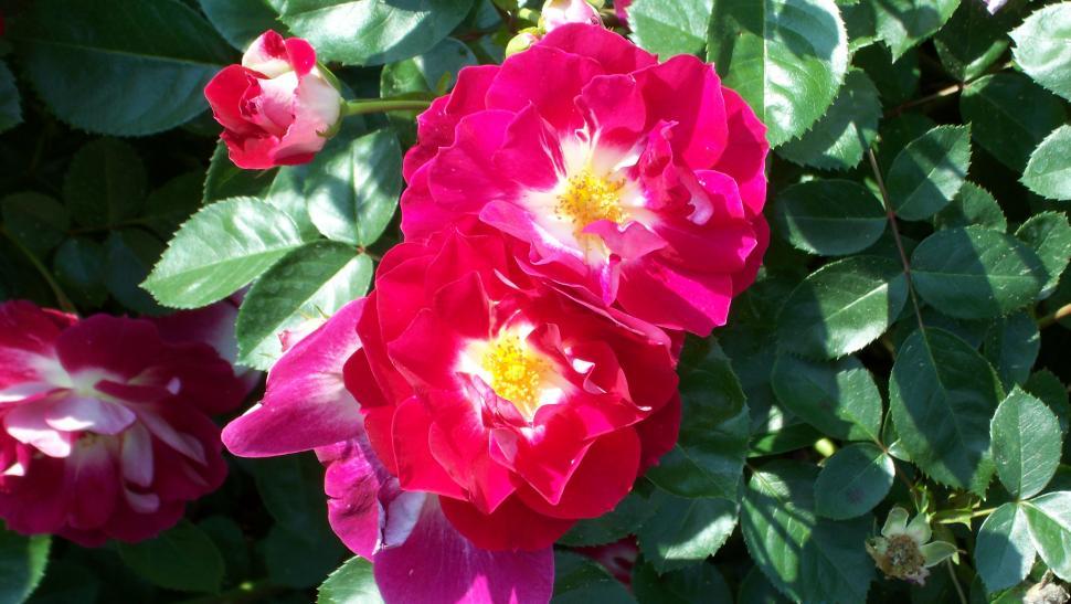 Free Image of Close-ups of rose flowers and petals 