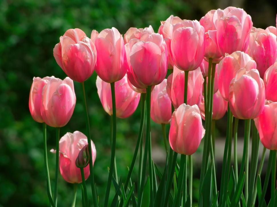 Free Image of Blooming pink tulips flourish in a sunny garden during springtime 