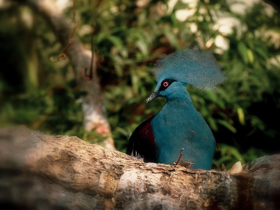 Free Image of Colorful bird perched on a branch in a lush natural habitat 