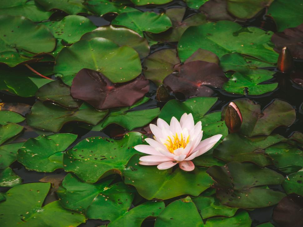Free Image of Blooming water lily surrounded by green leaves in a tranquil pond 