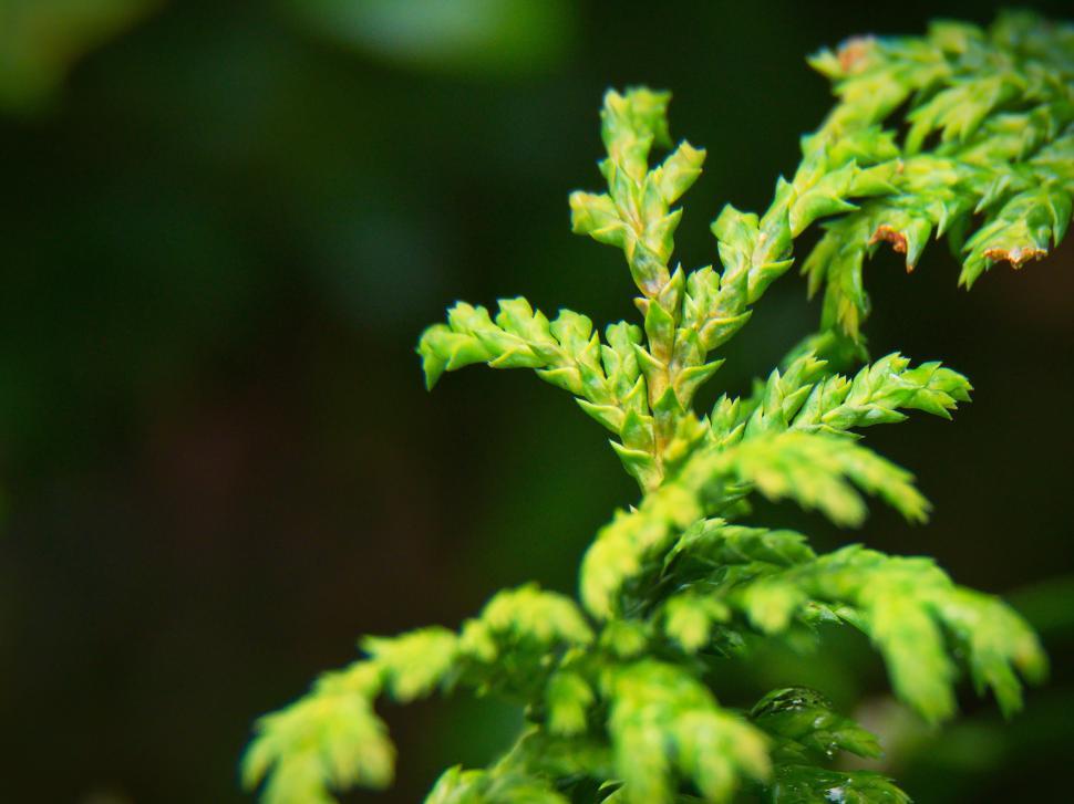 Free Image of Close-up view of vibrant green leaves with intricate patterns in natural setting 