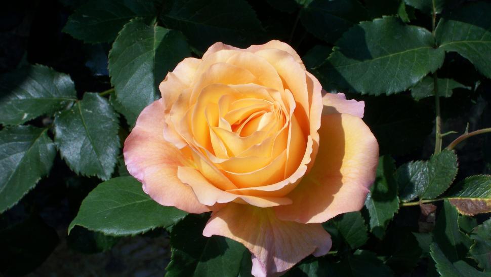 Free Image of Close-ups of rose flowers and petals 