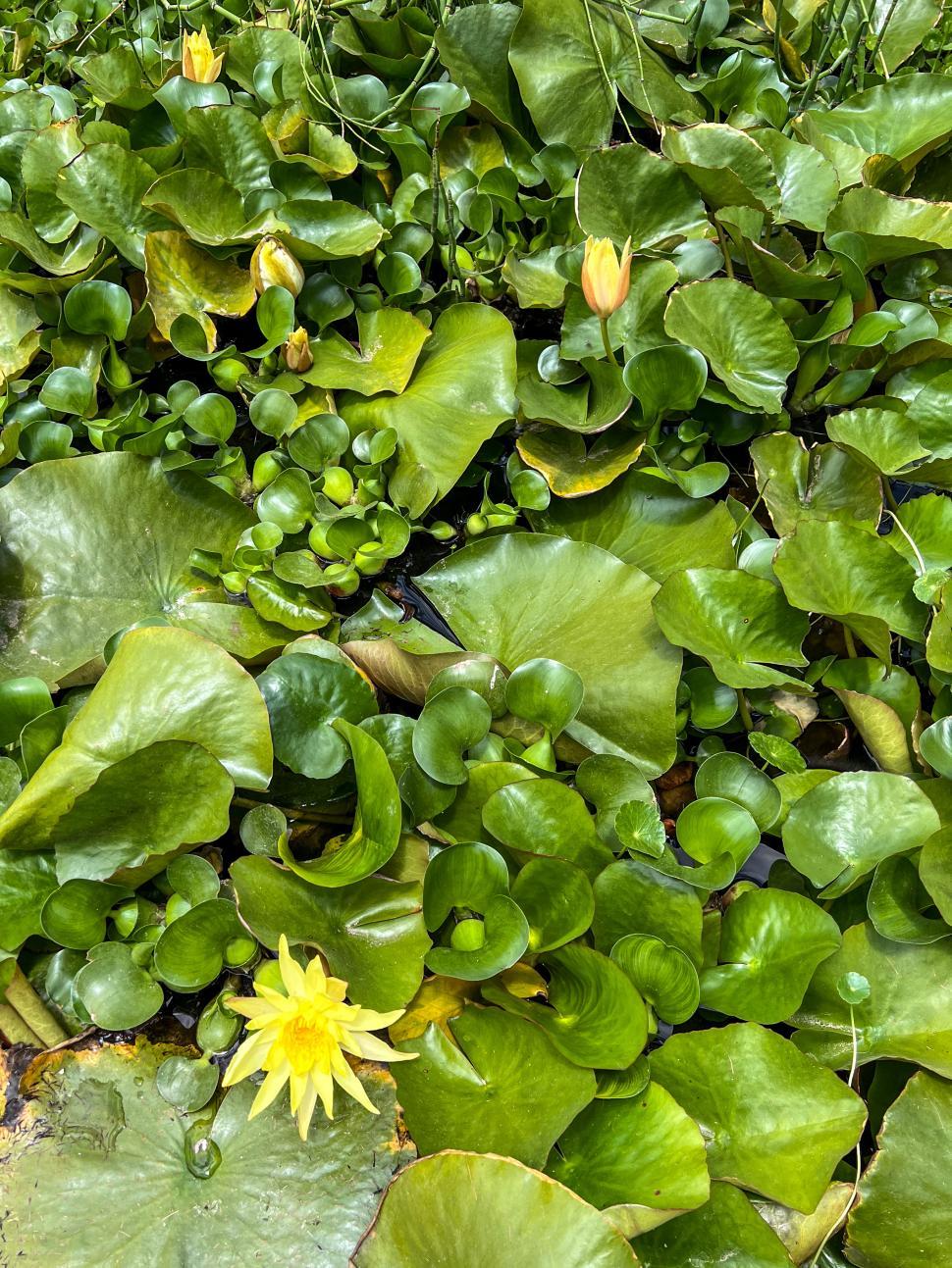 Free Image of Water lilies bloom among lush green foliage in a tranquil wetland area 