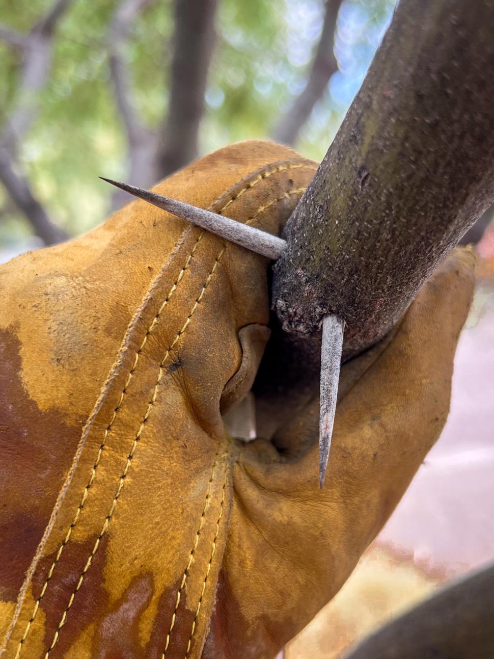 Free Image of Hand gripping a branch with sharp mesquite tree thorns 