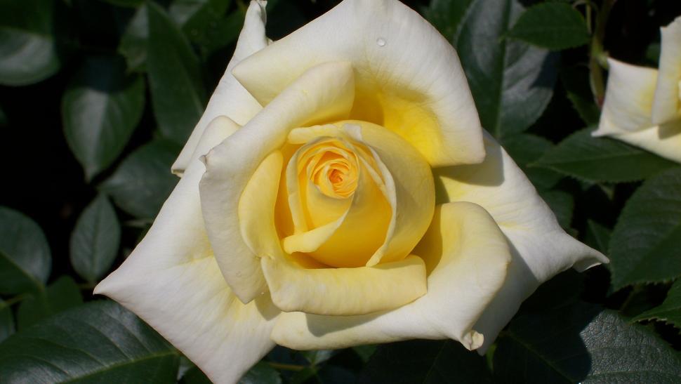 Free Image of Close-ups of rose flowers and petals 