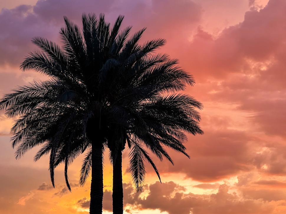 Free Image of Colorful sunset behind palm trees with vibrant skies in evening light 