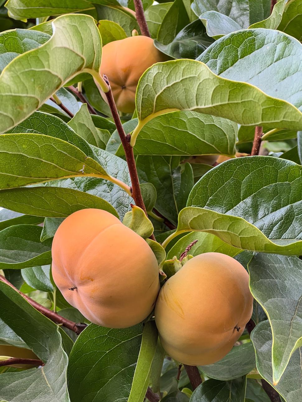 Free Image of Ripe persimmons hanging on branches amidst vibrant green leaves 