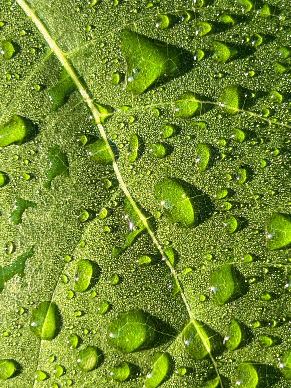 Free Image of Water droplets glisten on a green leaf after rainfall in a forest setting 