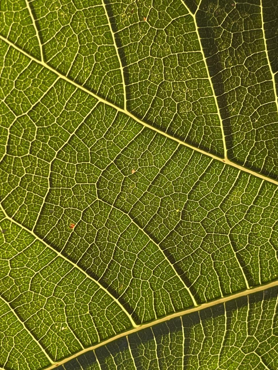 Free Image of Detailed close-up of a green leaf showcasing its intricate vein structure 